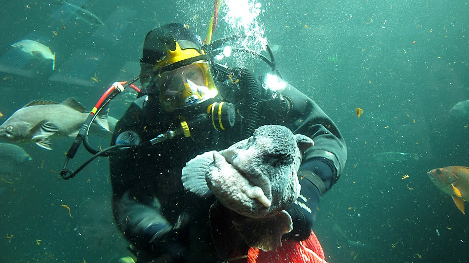 The Phozone Seattle Aquarium Dive