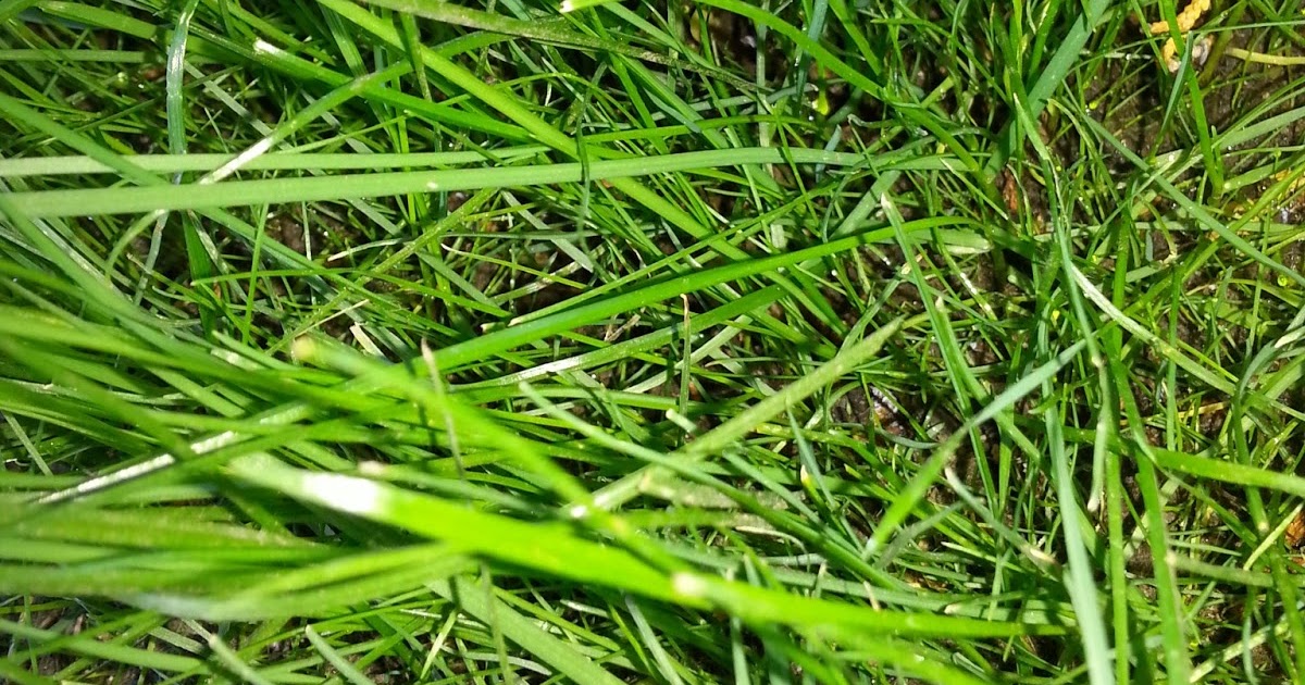 SOUTHERN CALIFORNIA PEARL'S PREMIUM GRASS SEED Up Close and Personal