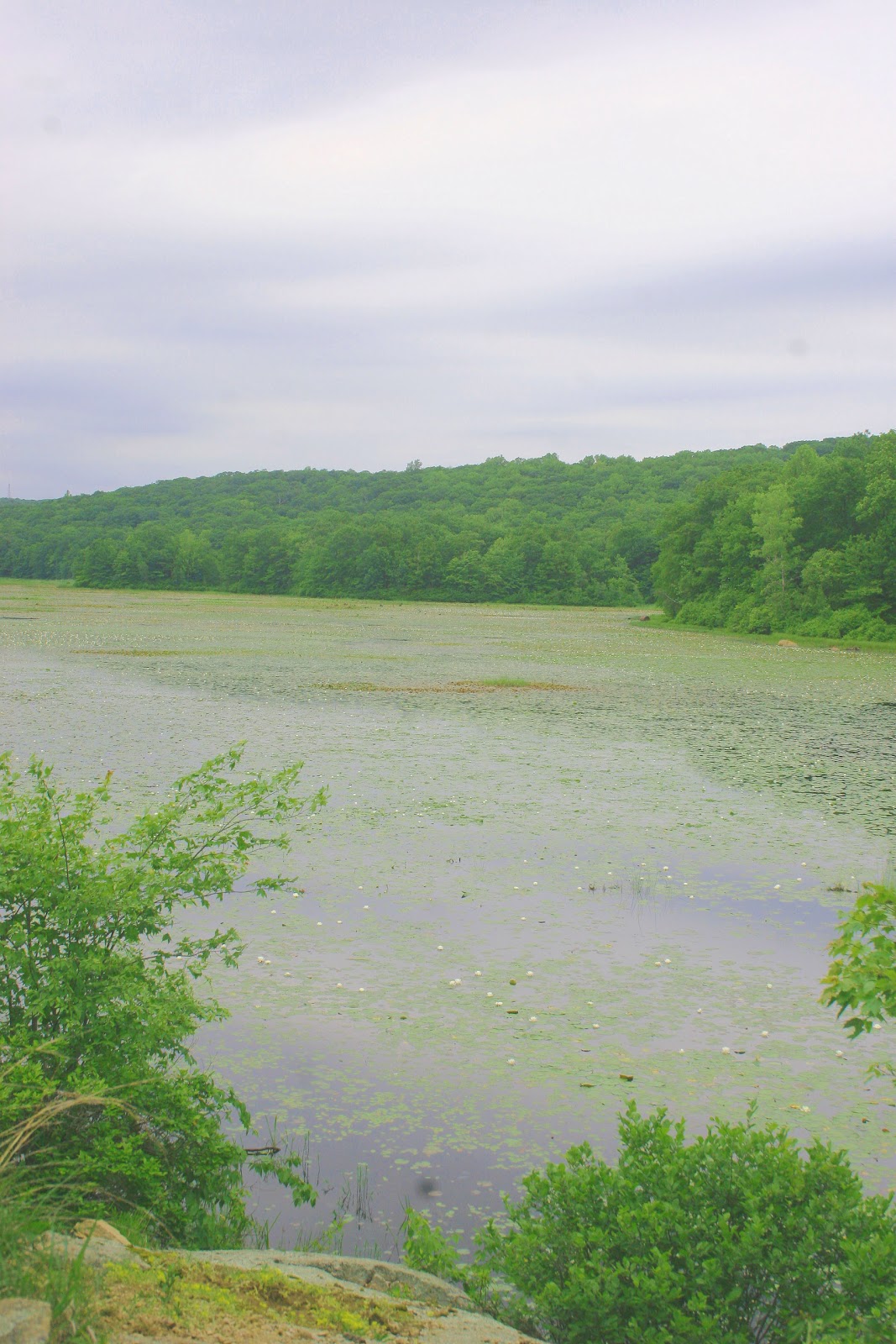 Biodiversity in Northeast NJ Ramapo Mountains National Biodiversity