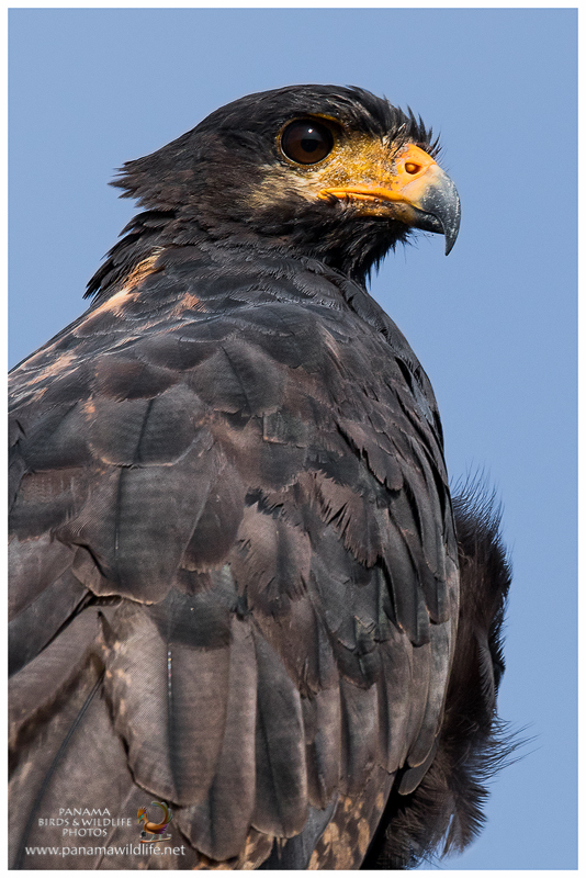 Featured raptors: Black Hawks of Panama