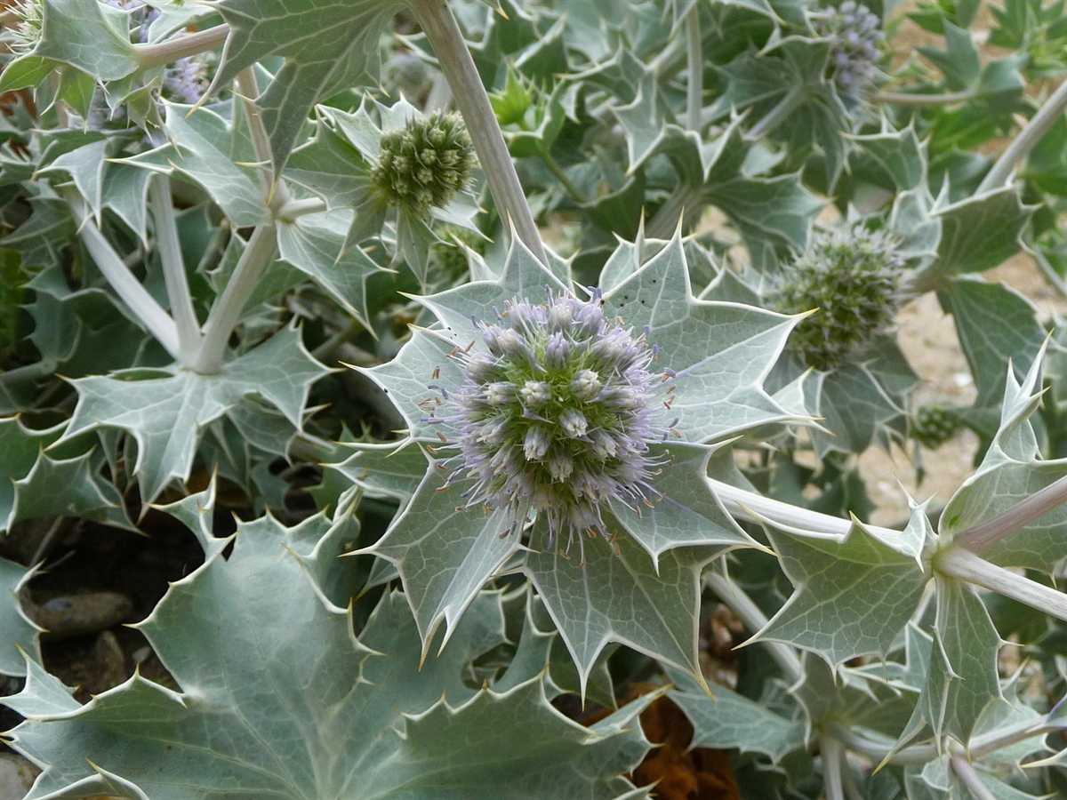 r o b i n 's y a r d Eryngium maritimum