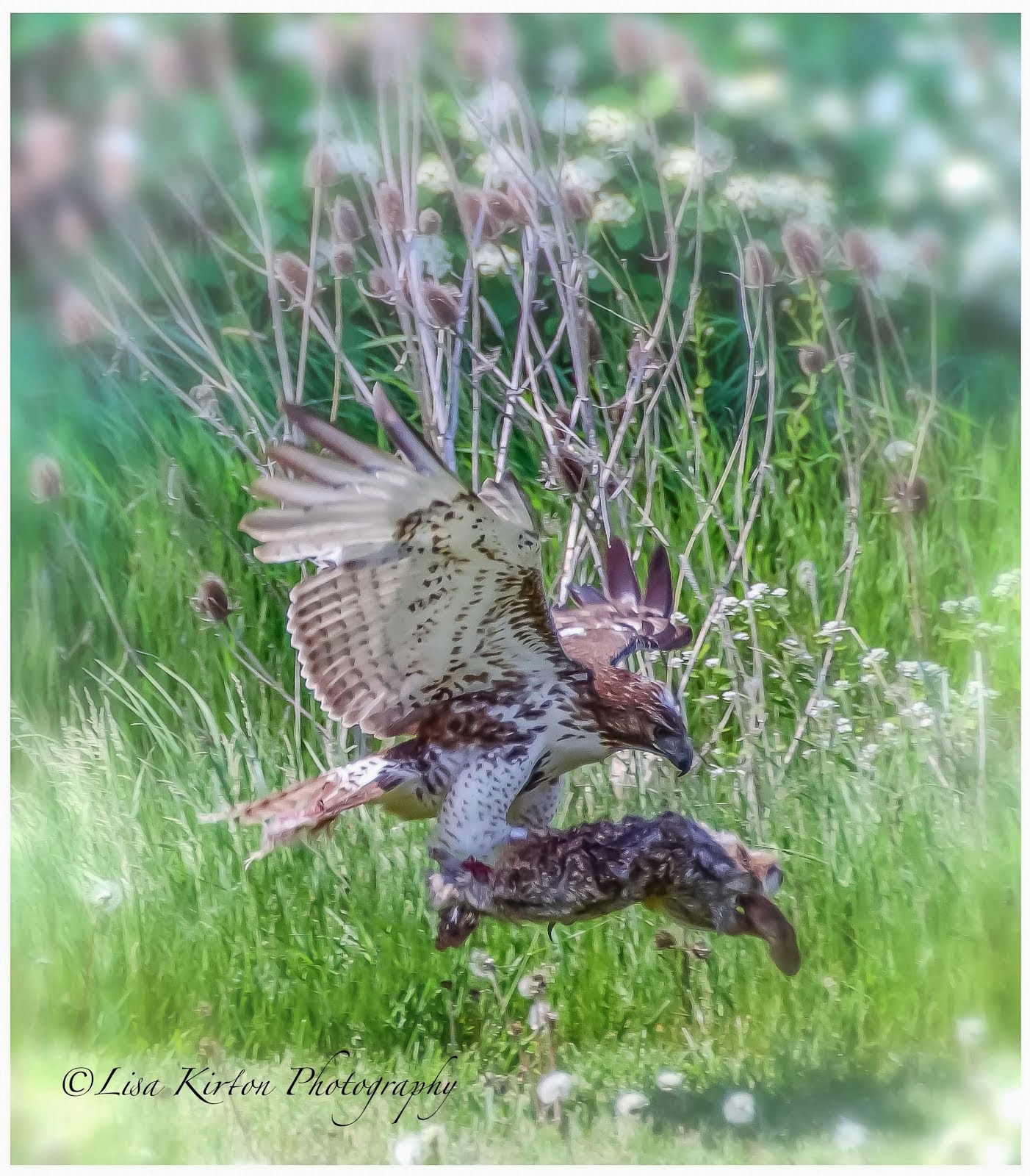 Wyecroft Road Falcon