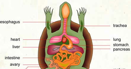 Herpetology: anatomy