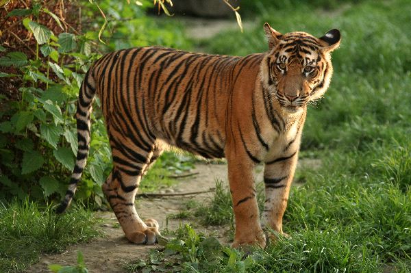Sumatran Tiger | The Wildlife