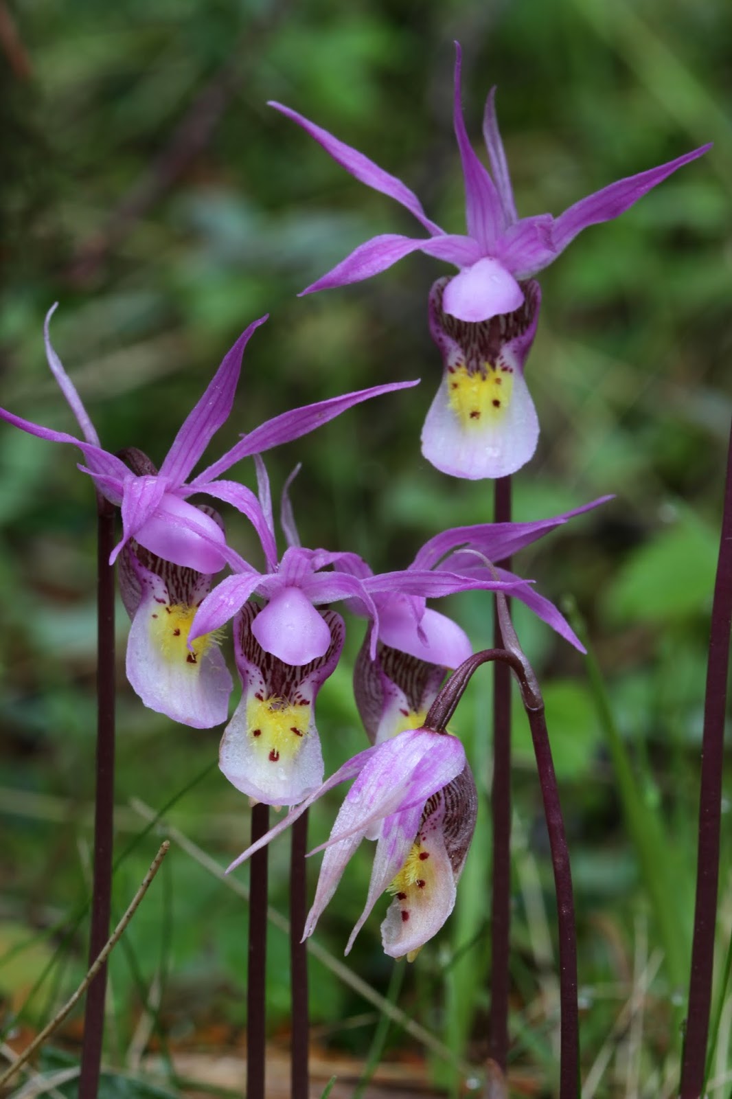 Native Orchids of the Pacific Northwest and the Canadian Rockies