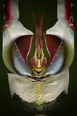 Idolomantis diabólica, Mantis de la Flor del Diablo 