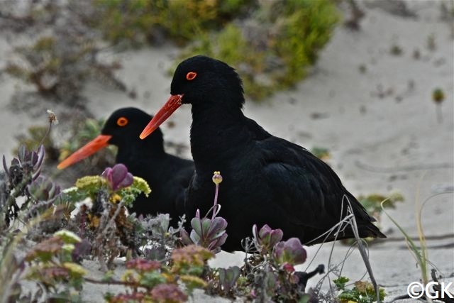 Afrikanischer Schwarzer Austernfischer (Haematopus moquini)