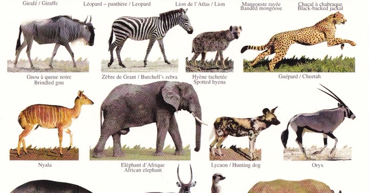 Postcrossing: ANIMALS - MULTIVIEWS