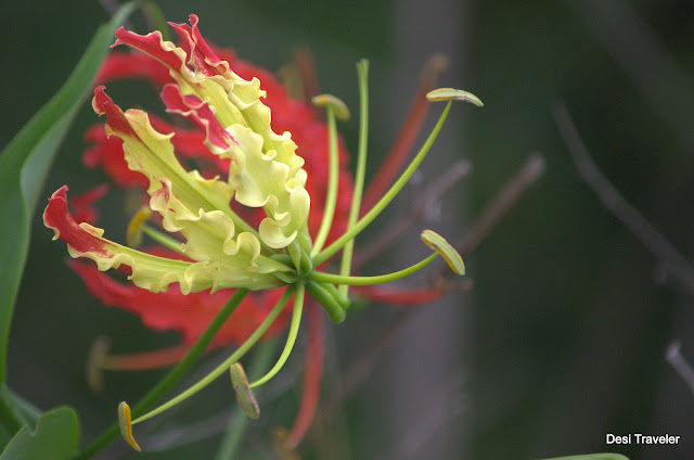 State flower of tamil nadu Gloriosa superba 