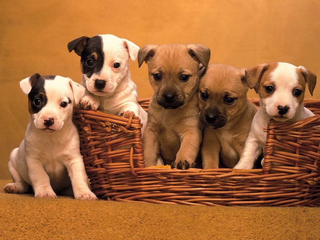 attractive cute beautiful puppies pictures | Nice Wallpapers, Animals