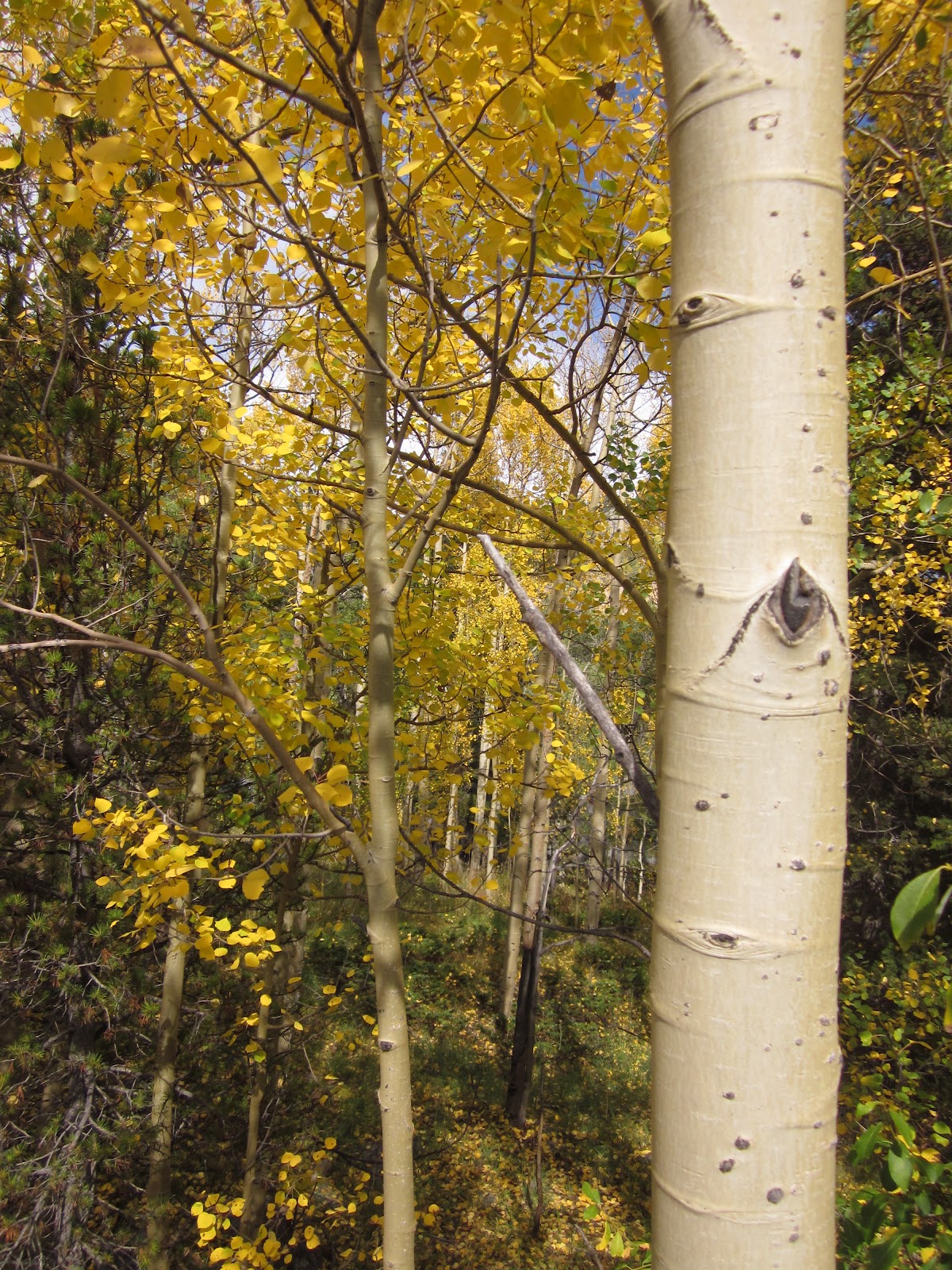 The Land of Melting Shadows: Anatomy of an Aspen Tree
