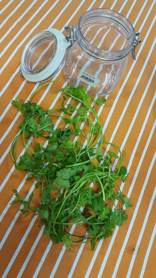Erica's Yummy Food How To Store Fresh Coriander Leaves For Longer