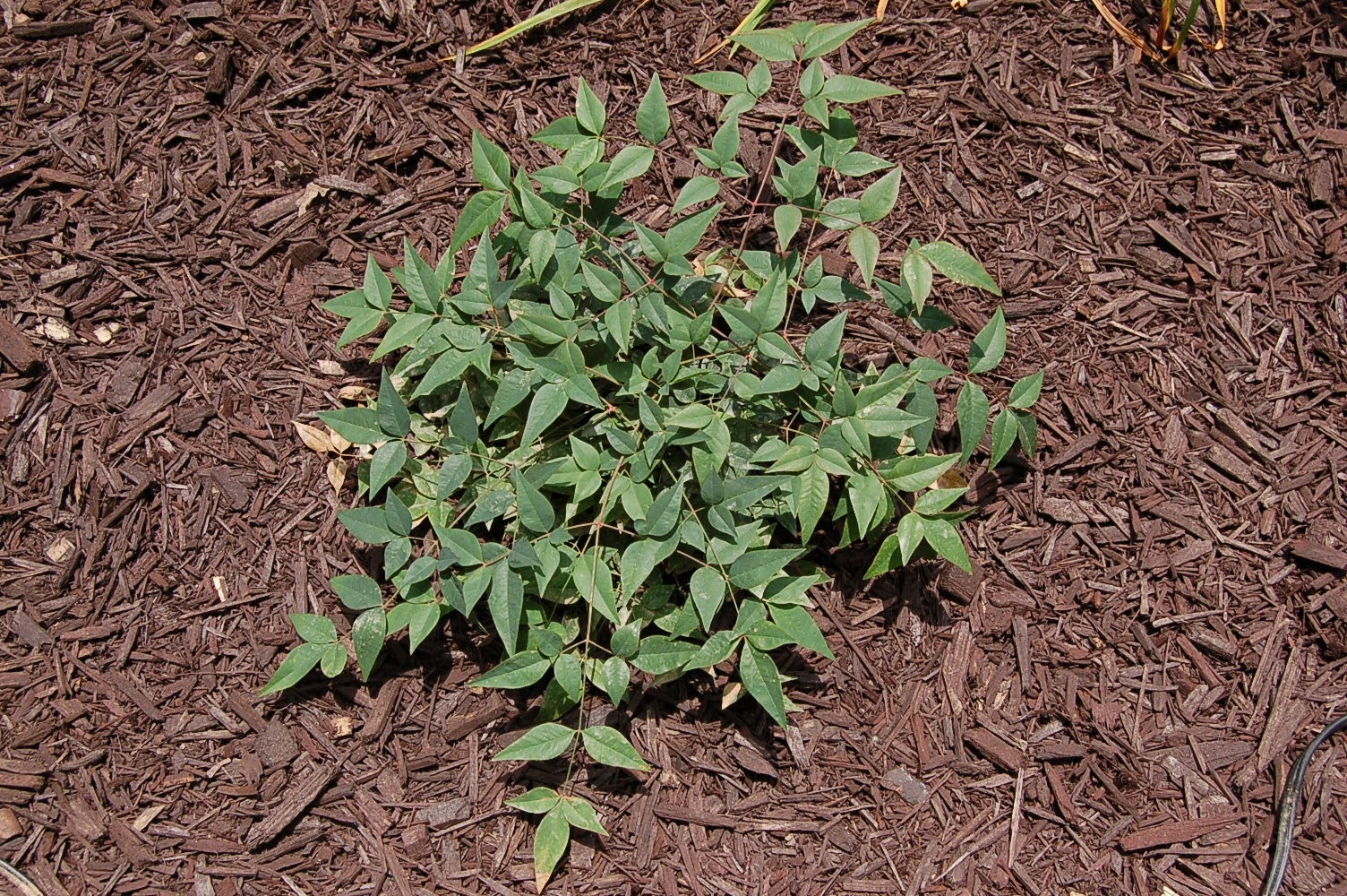 Roses And Other Gardening Joys A Foundation Favorite