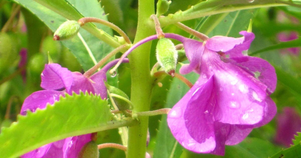 Live in the Moment Purple Kamantigue