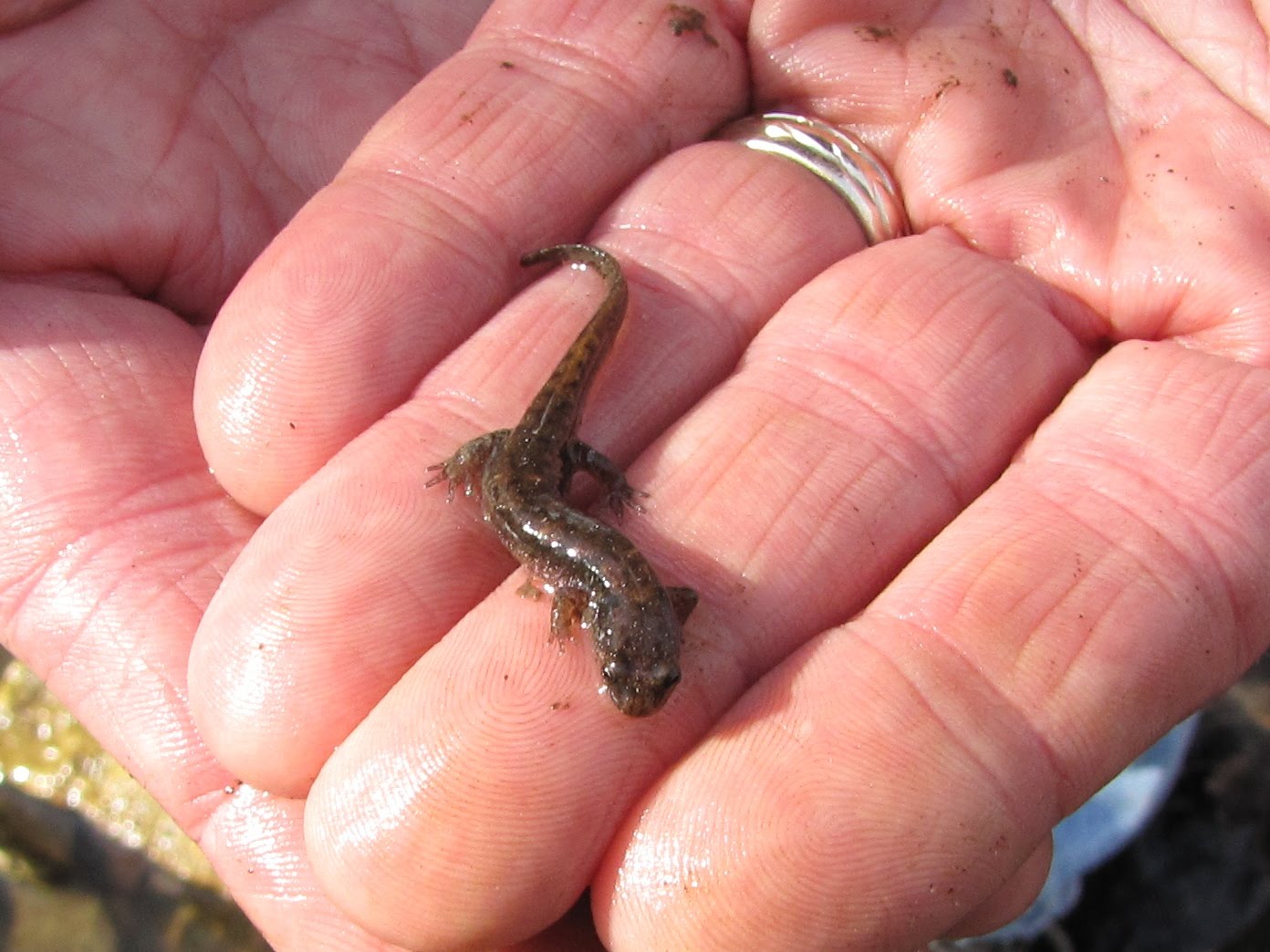 Cute Salamander Pictures