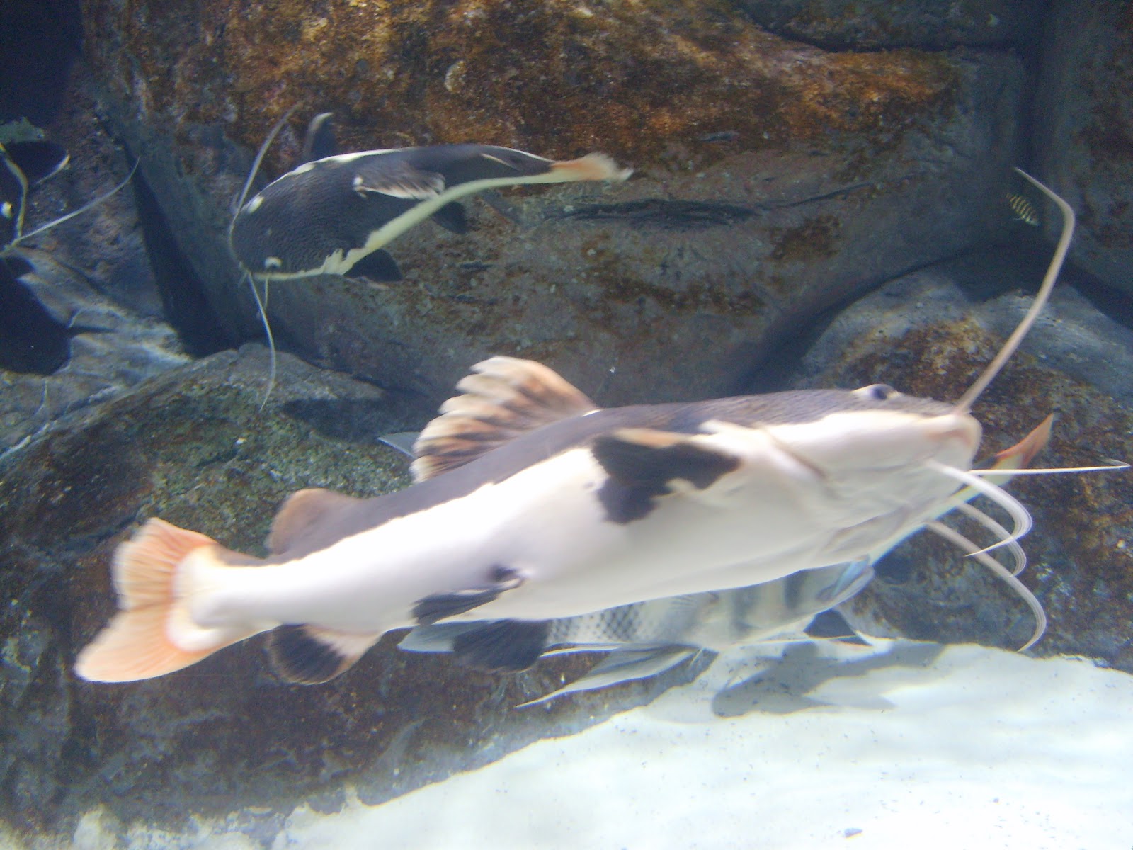 sirince tatlar natavega tunel akvaryum