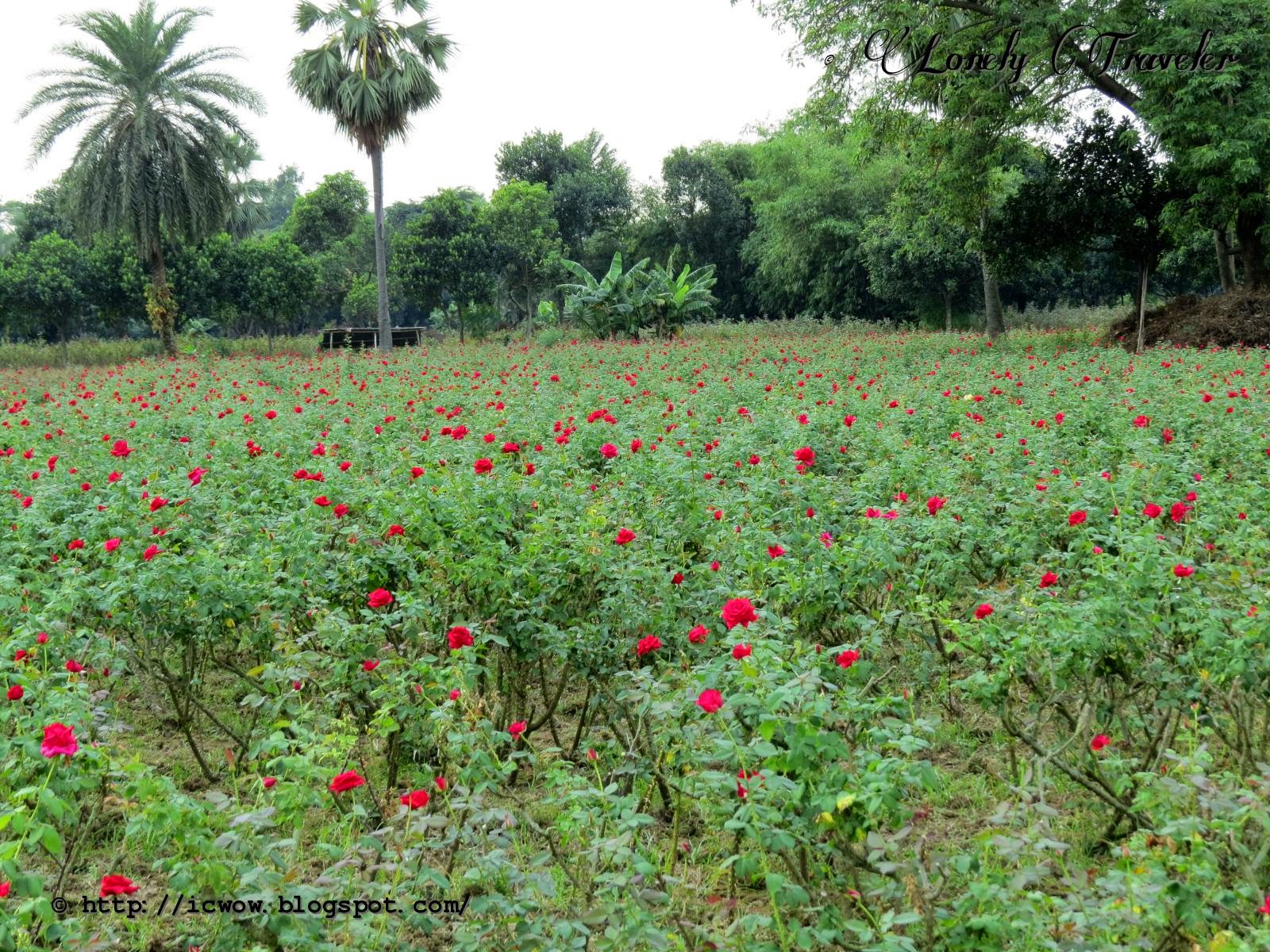 Dhaka Flower Cultivation at Sadullapur