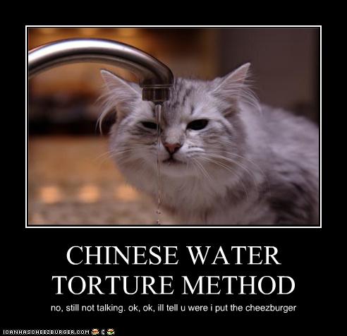 chinese+water+torture+cat.jpg
