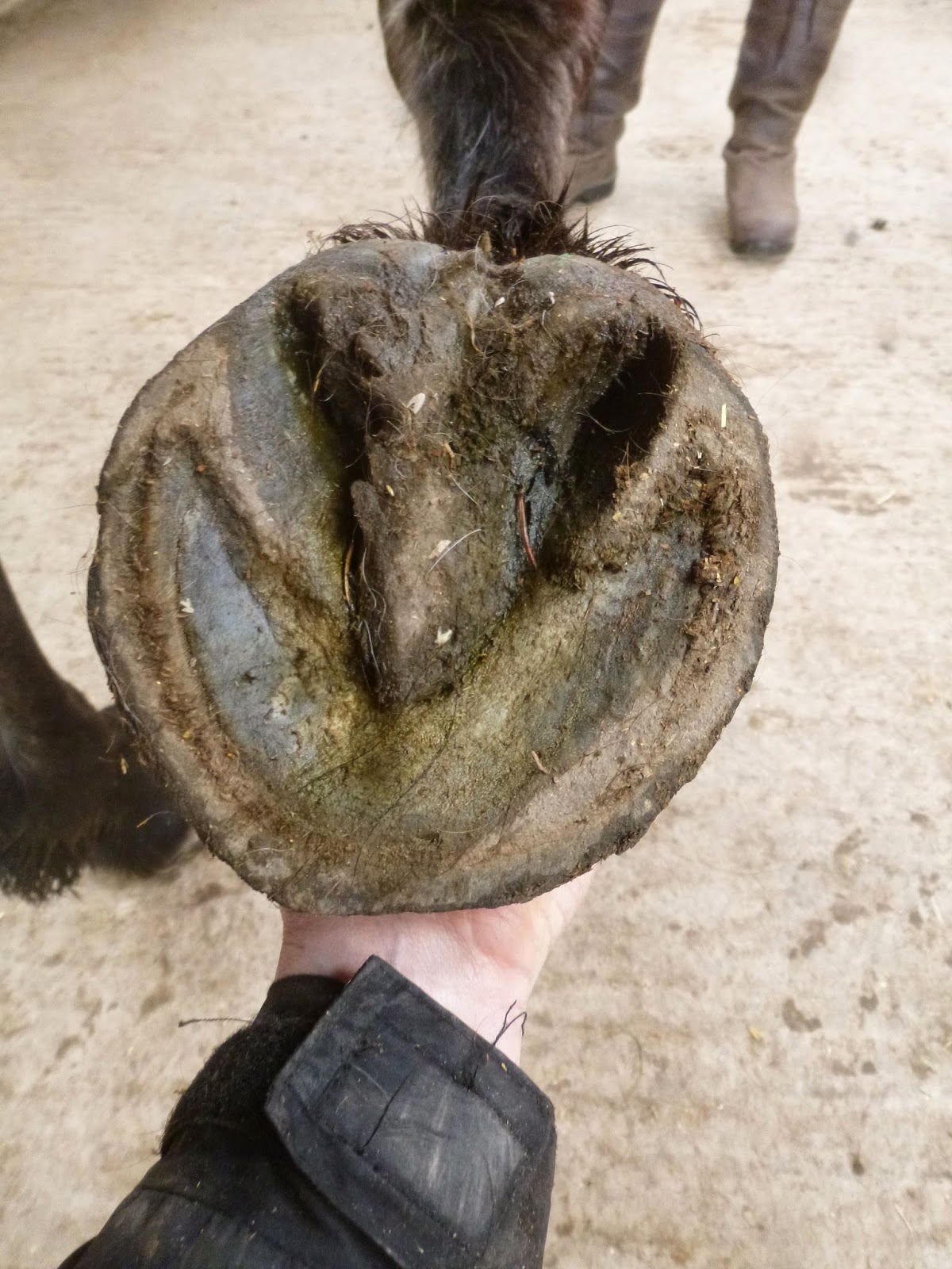 Rockley Farm The benefits of a bare hoof Gemini's 12 week update