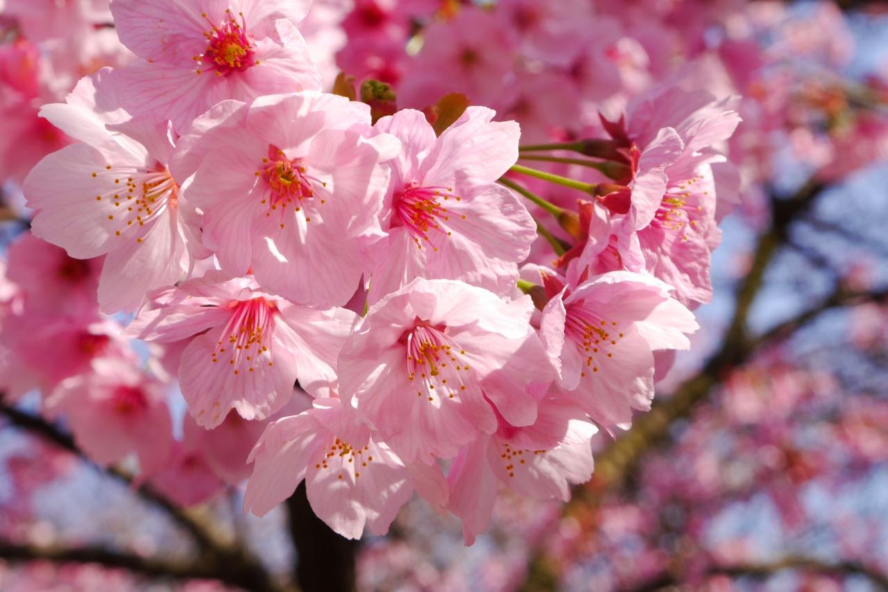 不忍池, 桜 , Shinobazu Pond, Sakura, Cherry Blossoms