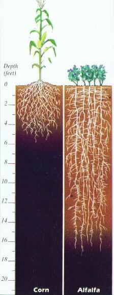 Alfalfa Root System