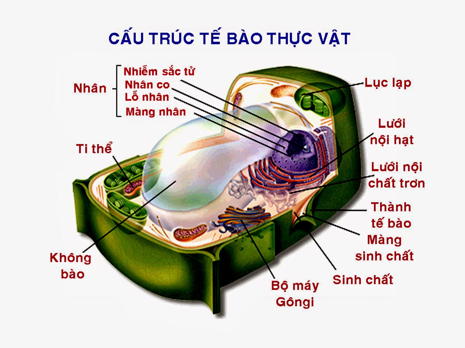 Kết quả hình ảnh cho cấu tạo tế bào thực vật