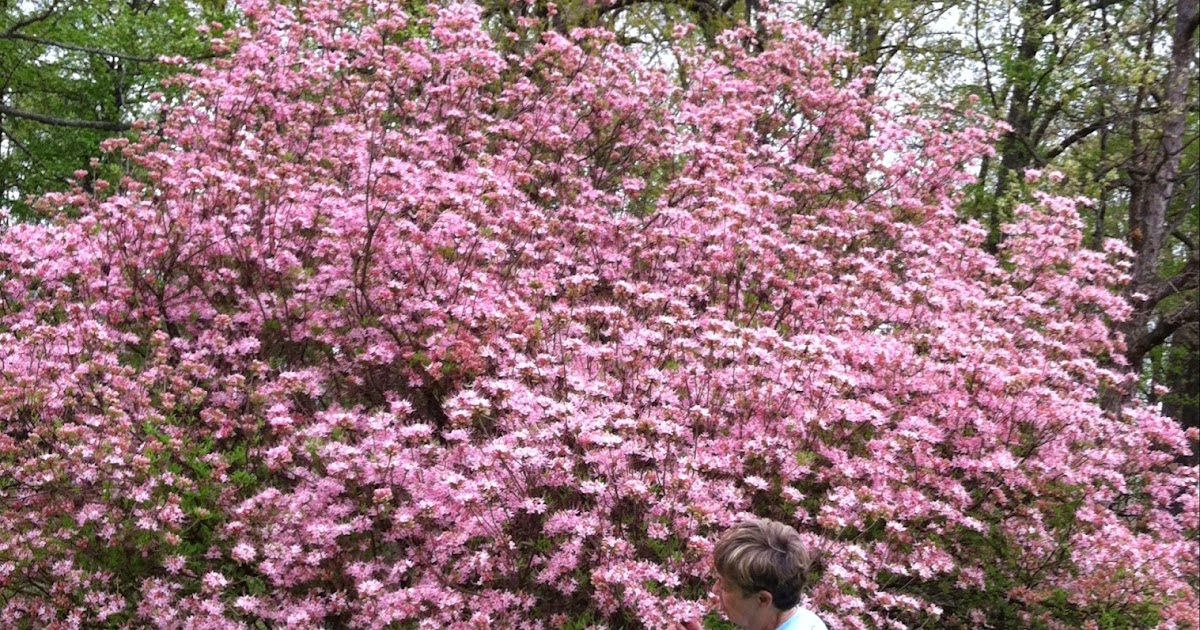 Where To Plant Azaleas In Oklahoma - where to plant azaleas in oklahoma