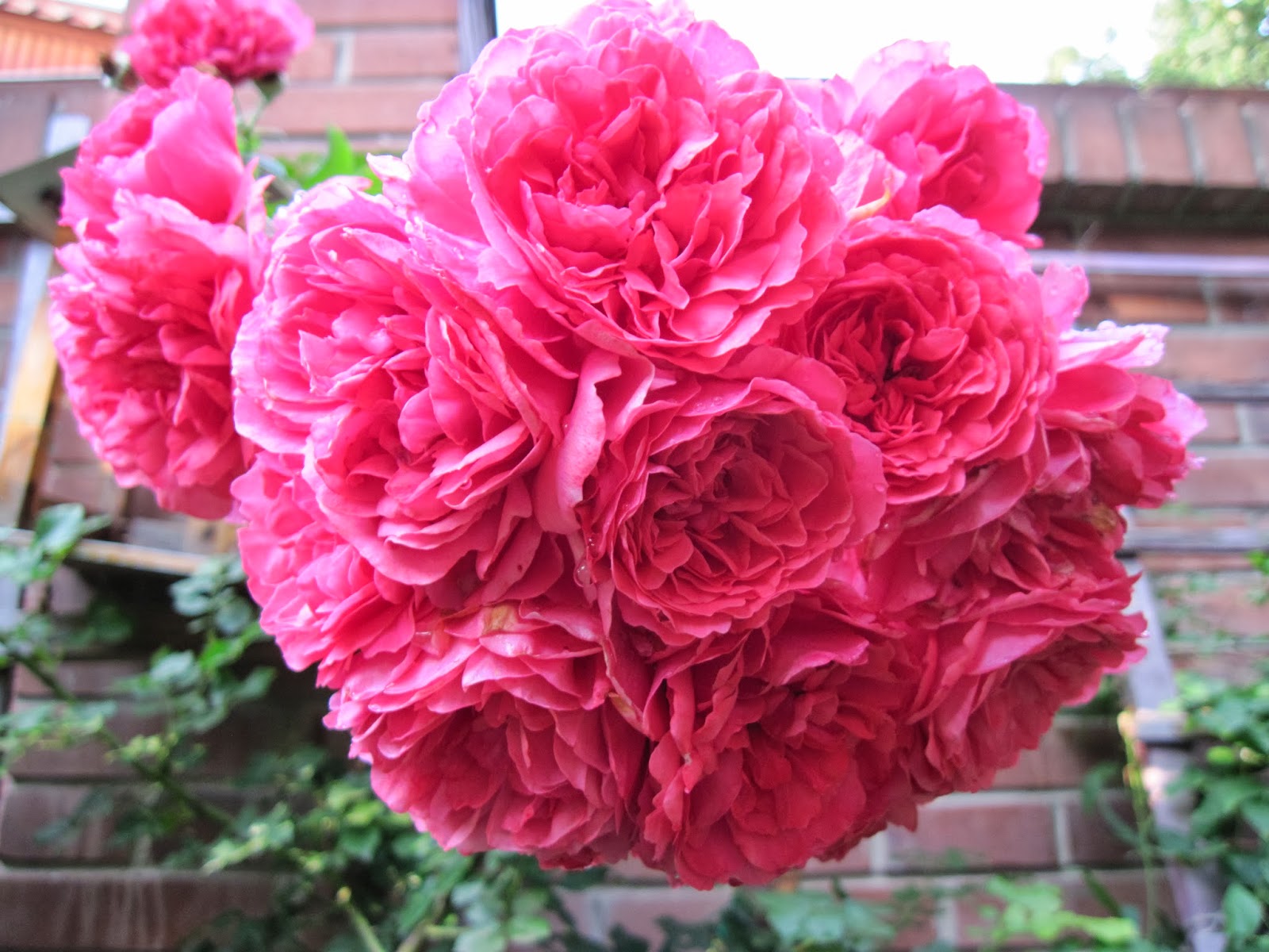 Как Укрыть Кустовую Розу На Зиму Фото