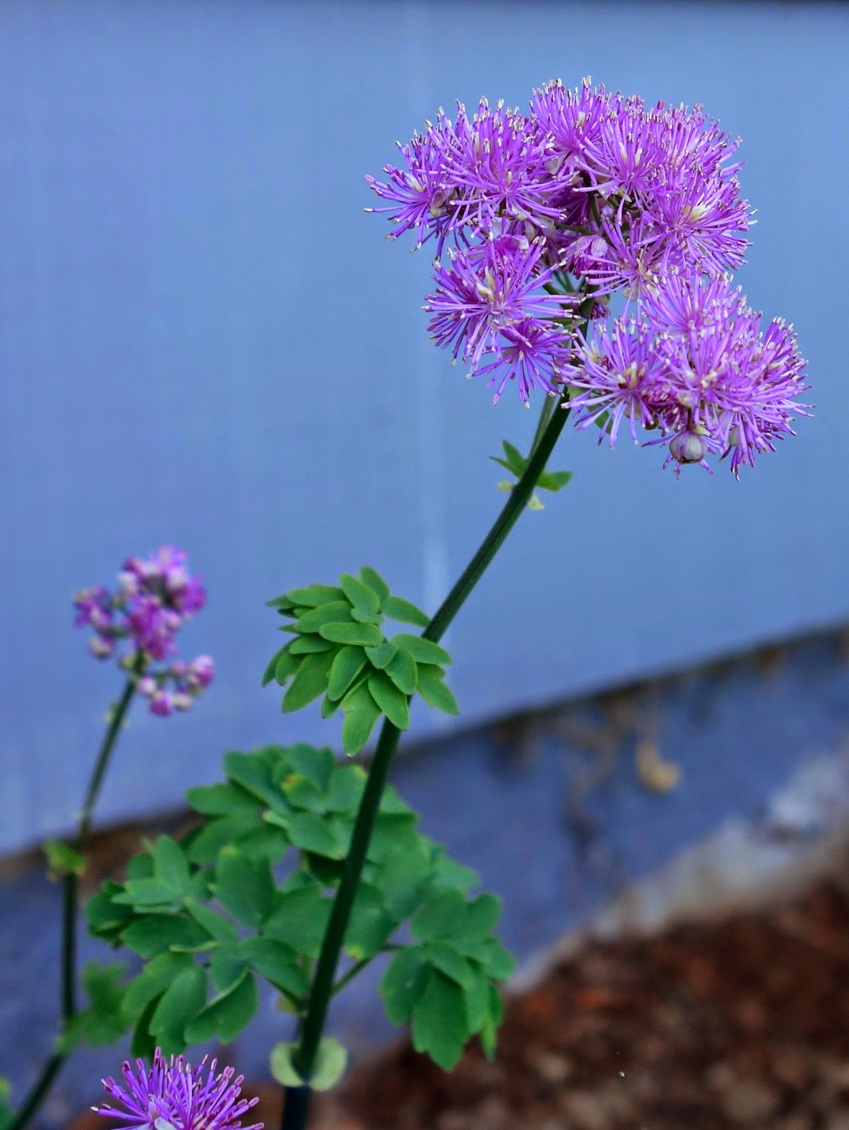 Garden Adventures For Thumbs Of All Colors Container Gardens
