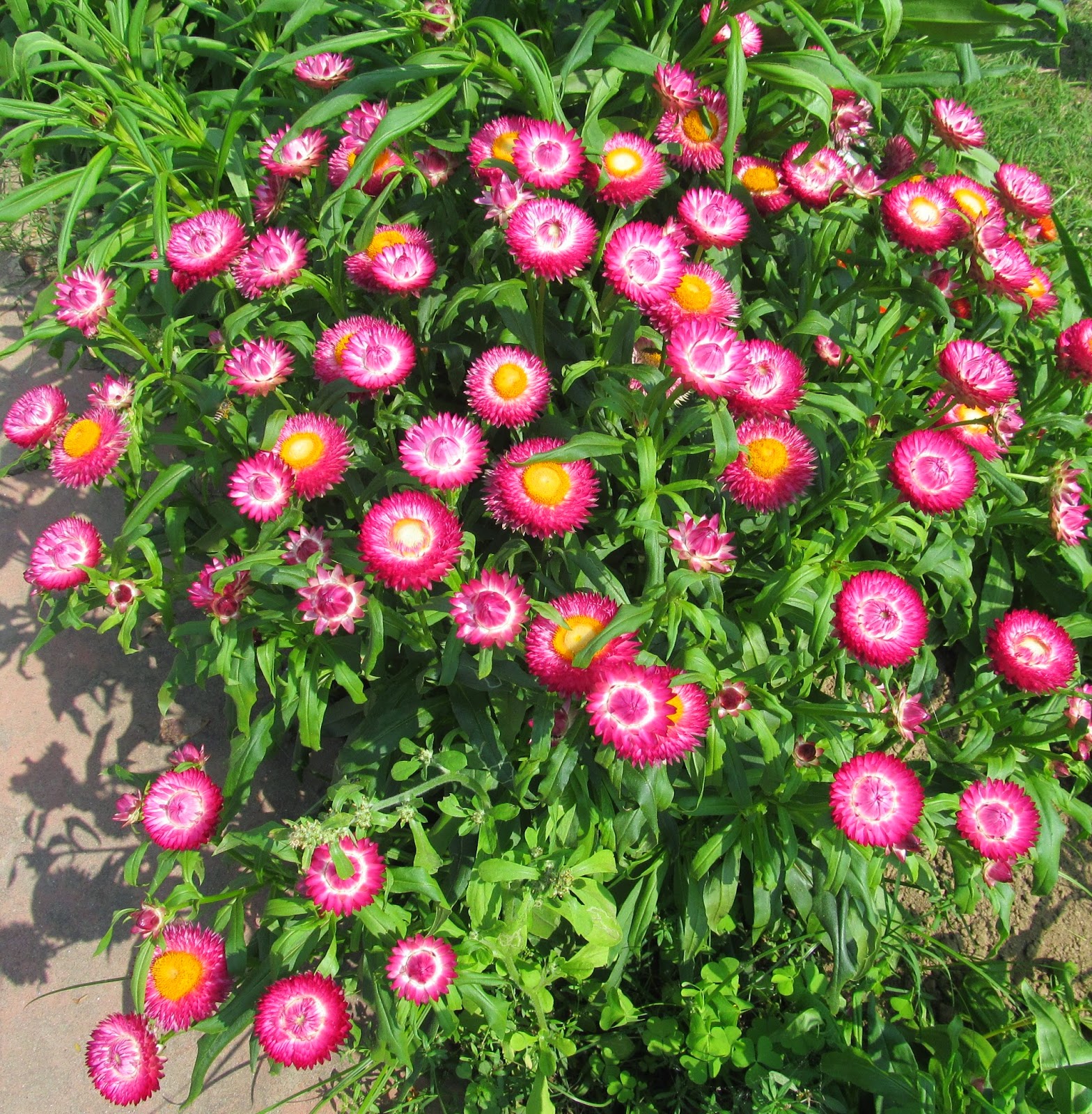NATURAL & UNIQUE PHOTOGRAPHY STRAW FLOWER
