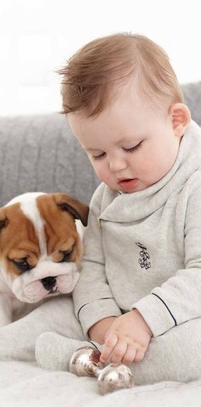 How much does a English Bulldog puppy cost?