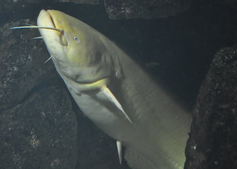 ZOOTOGRAFIANDO (MI COLECCIÓN DE FOTOS DE ANIMALES) SILURO / WELS