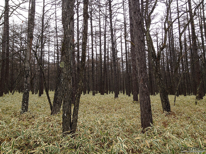 ravi de te rencontrer en japonais