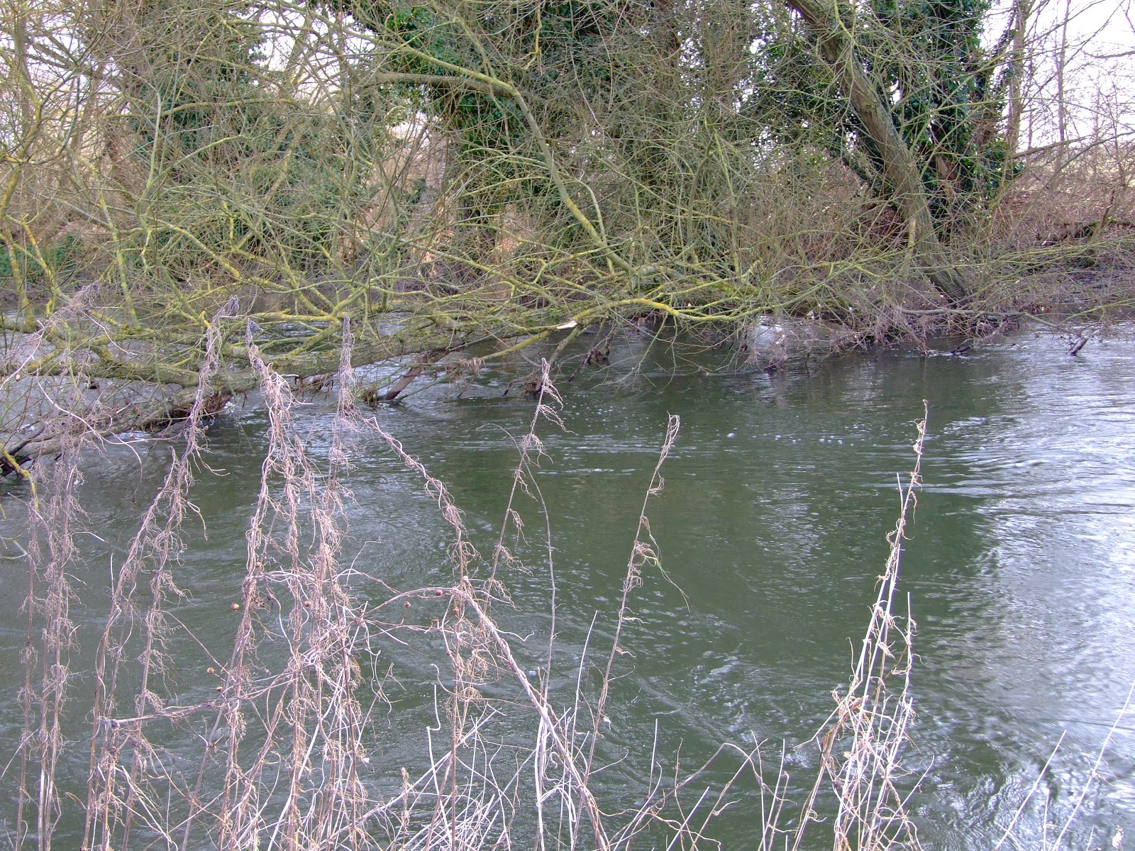 Canoeing and Kayaking on The River Paddling past the Fobney