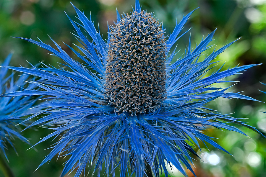 Linda Cochran's Garden Eryngium 'Sapphire Blue'