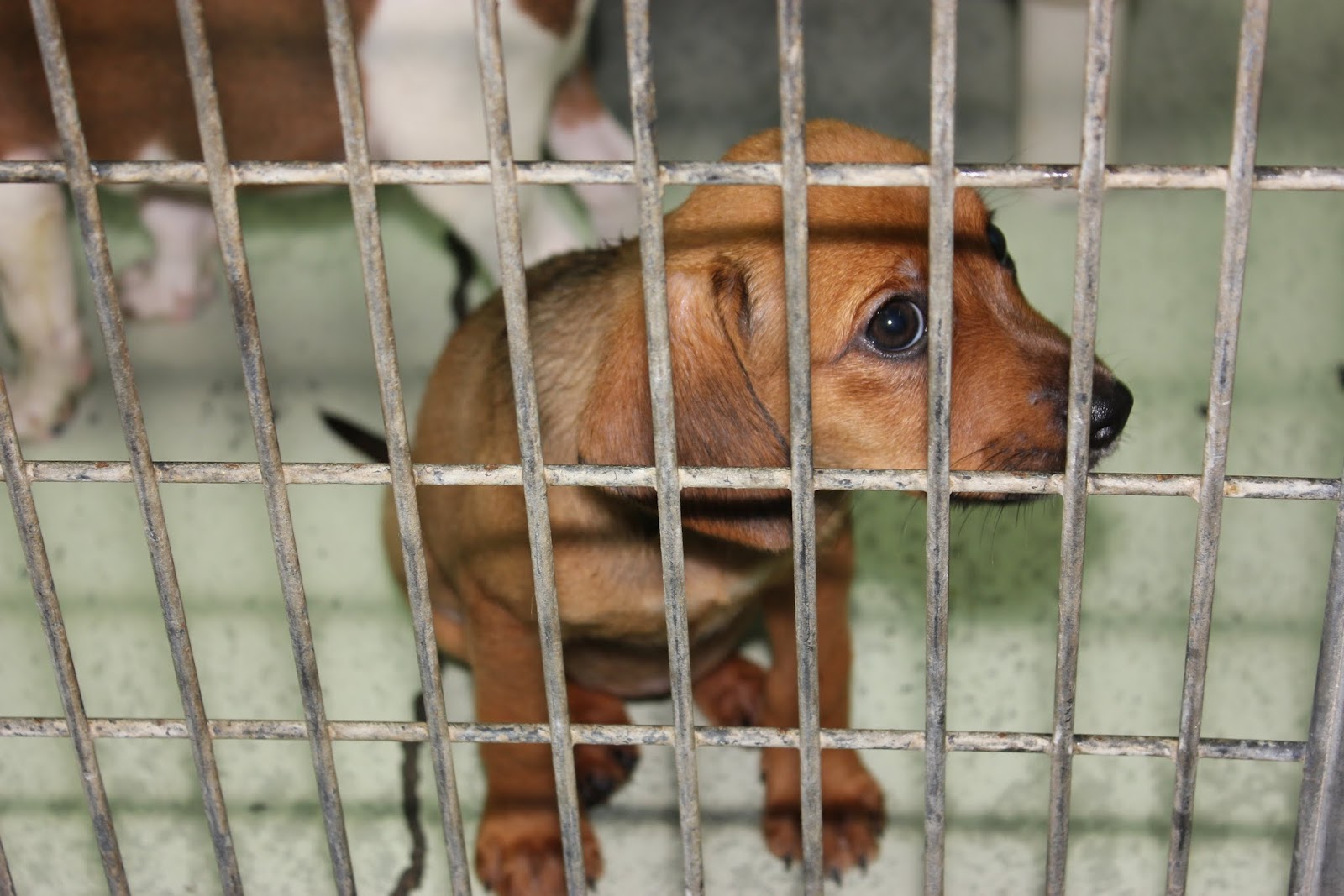 South Pets Lowndes County Animal Shelter (20120809)
