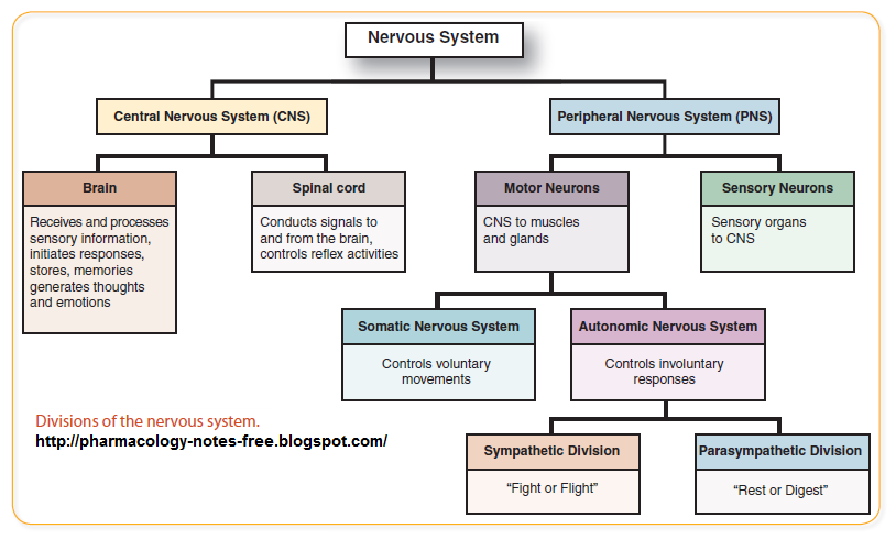 Division of Nervous System