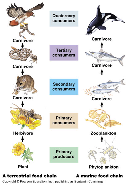 house example of a food chain. food chain examples. house example of a food chain.