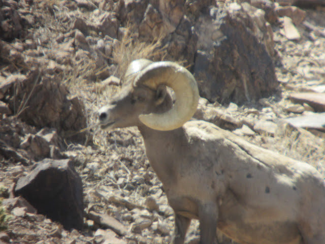 AZ+Desert+Bighorn+Sheep+Scouting+Pics+by+Colburn+and+Scott+Outfitters+2.JPG