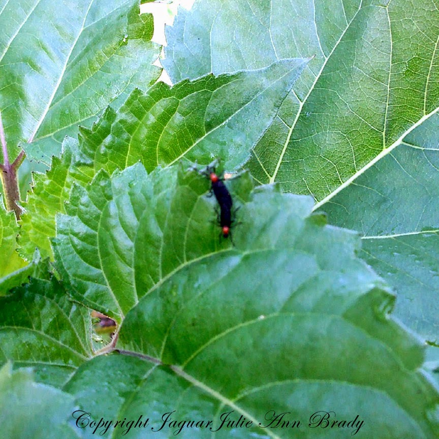 Julie Ann Brady Blog On Love Bugs in My Sunflower Garden