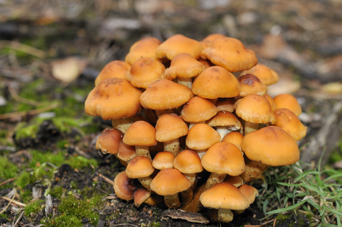 fungi images