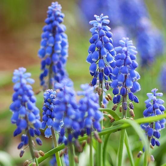  blue flowers