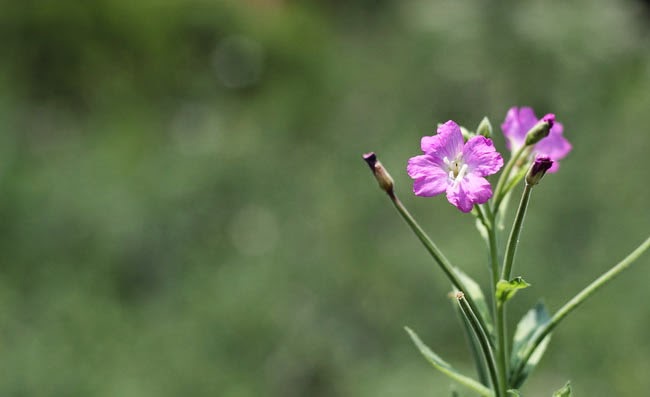 Great Willowherb Flowers Pictures Great Willowherb Flowers Pictures