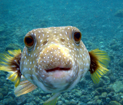اخطر 10 مخلوقات في العالم.. معلومات غريبة جدا! Puffer+Fish