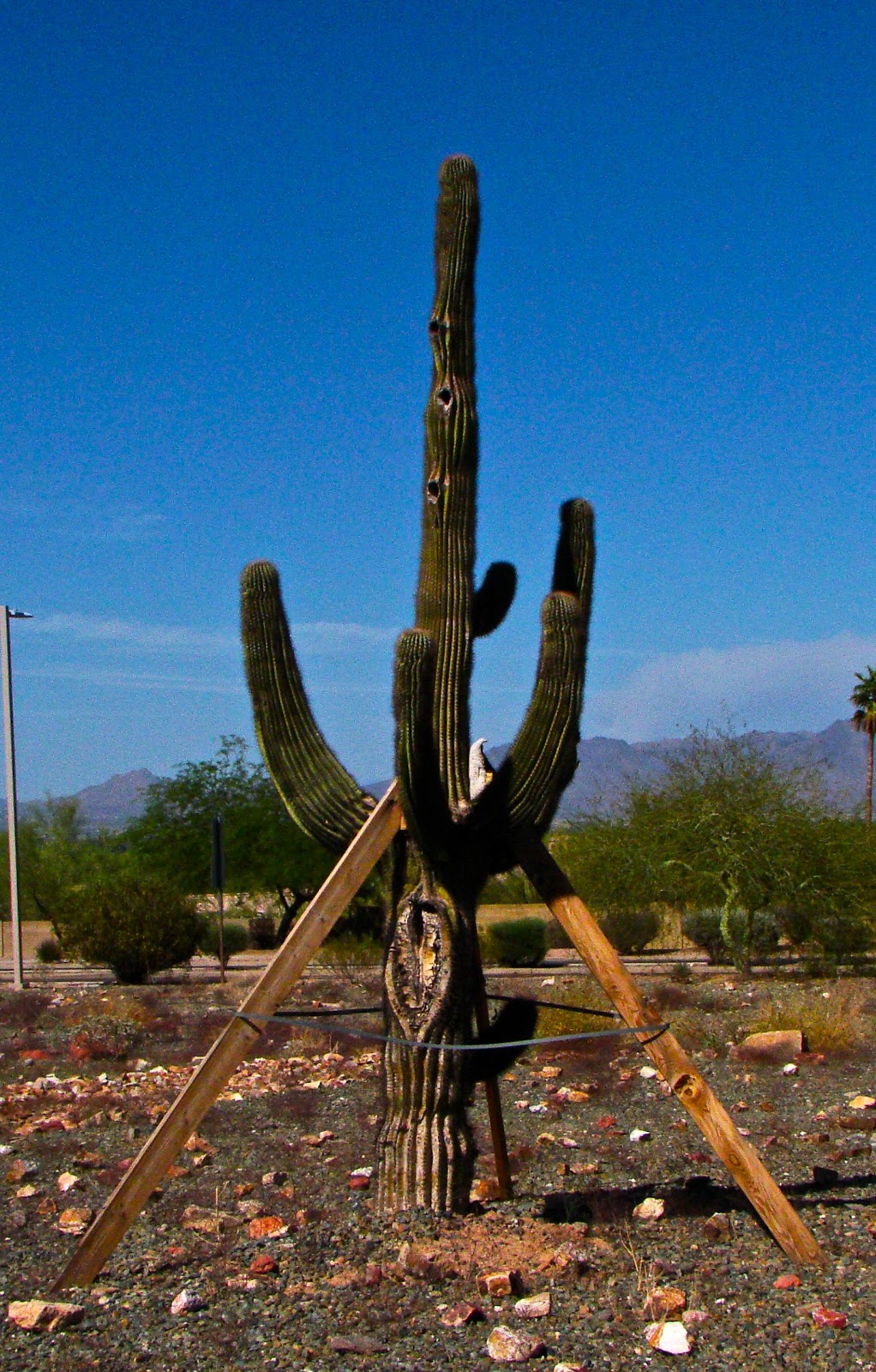 Scottsdale Daily Photo  Photo  A Saguaro Cactus In Danger