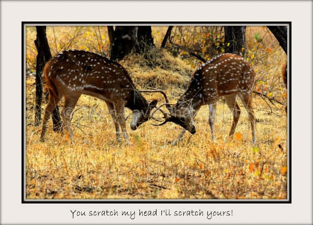Spotted Deer Stags locked in battle