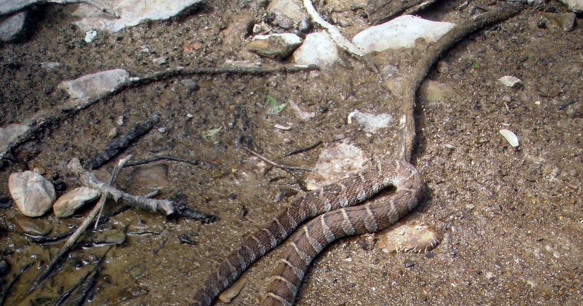 Ohio Fishing Source Snake Eating a Fish