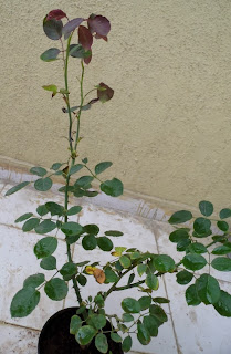 Rose flaunting new leaves and twigs