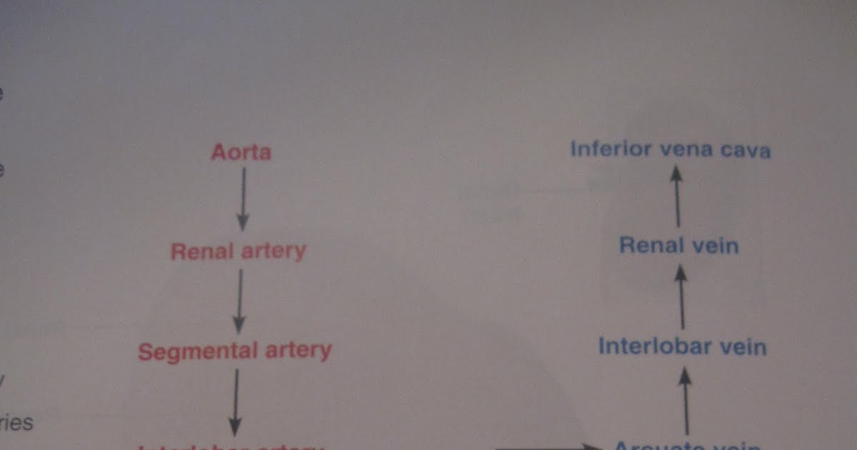 Brenda's A & P Eportfolio: Objective 55: Trace the path of ... heart diagram with blood flow 