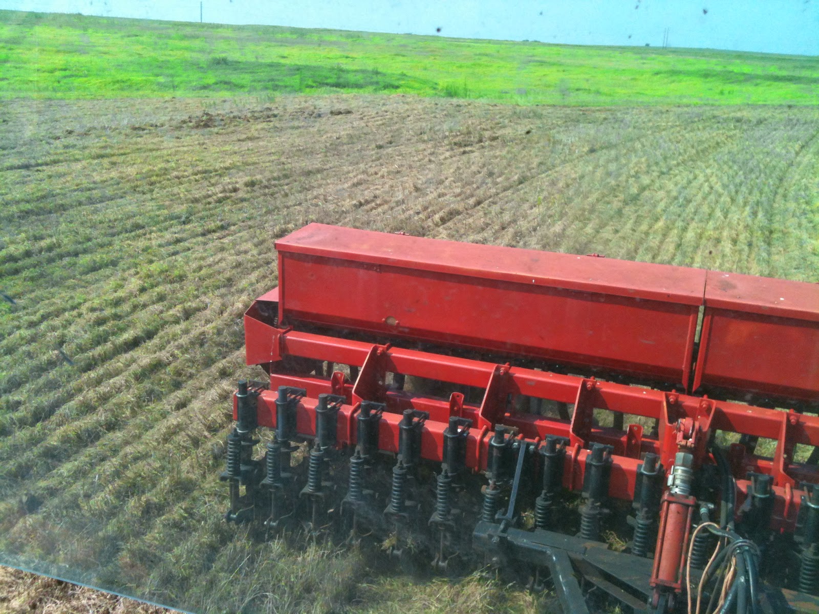 Watch Out For The Bull Planting (or Haygrazer) for